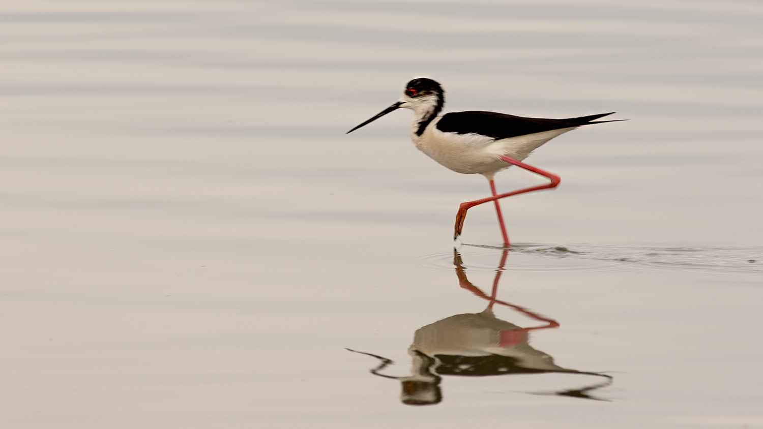 Black-winged Stilt
